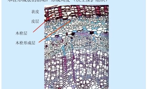 母乳期间什么不可以吃网 | 母乳期间什么不能吃的食物,母乳什么不可以吃的食物